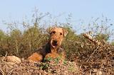 AIREDALE TERRIER 052